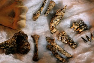 現生人類の上腕骨（左上）と大きさを比較するためのヒト科動物の骨。