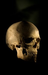 現代人の頭蓋骨、ジョージ・ワシントン大学