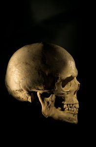 現代人の頭骨、科学的研究骨格ジョージ・ワシントン大学、2000年（写真）