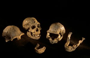 グルジア、ドマニシ、ホモ・エレクトス遺跡出土の頭骨と大あご 作： Kenneth Garrett
