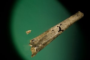 脛骨と下切歯、イギリス、ボックスグローブ、500000BP、ホモ・ハイデルベルゲンシス化石