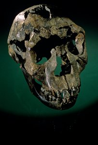 トゥルカナの少年、ケニア、西トゥルカナ、トゥルカナ湖、KNMER-WT15000、H. erectus、ナリオコトメ...、2008年（写真）