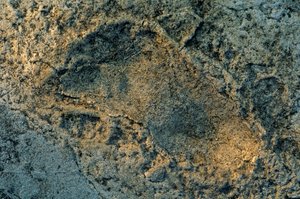 人間のような足、ラエトリの足跡、DOH；最初の一歩、360万年前の足跡... 作： Kenneth Garrett