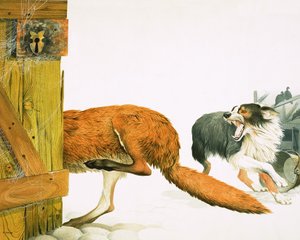 キツネを追い払うコリー犬
