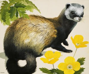 ポールキャット 作： ケネス・リリー