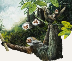 二枚舌のナマケモノ