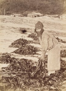 海藻を収穫するアイヌの女性、1900年頃（卵白シルバープリント） 作： Kenzô Tamoto
