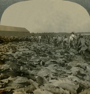タバコを切る、米国ケンタッキー州、1904。 作： Keystone View Company