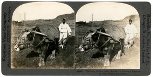1900年代の韓国ソウル近郊での農業。 作： Keystone View Company