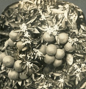 同じ木、カリフォルニア、c1900で育つオレンジ色の花と成熟したオレンジ色。 作： Keystone View Company
