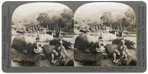 1910年、アフリカのローデシアのメンレンボ川での午前のカバ狩りの結果 作： Keystone View Company