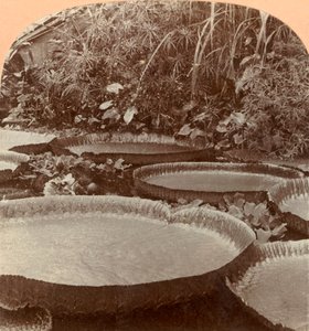 トゥレザリリー、植物園、ハンブルク、ドイツ、1895年。 作： Keystone View Company