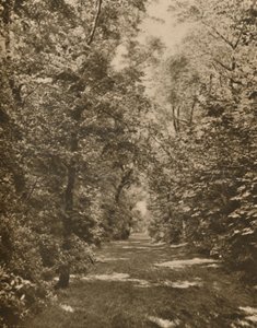 A Woodland Glade Within A Few Hundred Yards of the Earl