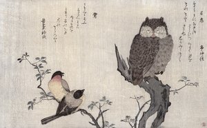 フクロウと2匹のイースタンブルフィンチ、アルバム「ユーモラスな歌で比較された鳥、100羽と1000羽の詩のコンテスト」、1791年（カラー木版画） 作： Kitagawa Utamaro