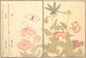 チョウ、トンボ カゲロウまたはトンボ、1788年。 作： Kitagawa Utamaro