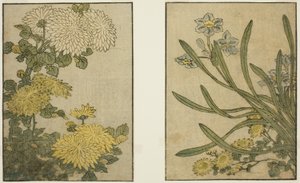 菊と水仙 絵本『絵本 四季の花』vol. 2 作： Kitagawa Utamaro