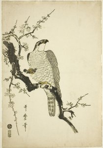 梅の枝にとまる鷹