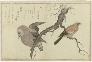 ジェイとフクロウ 作： Kitagawa Utamaro