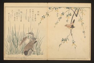 マガモとカワセミ 作： Kitagawa Utamaro