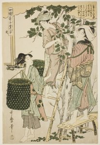 連載「養蚕手仕事草」より2号（に） 作： Kitagawa Utamaro
