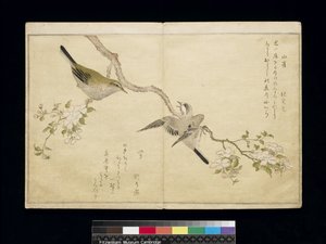 P.332-1946 Vol.1 f.2アルバム「鳥はユーモラスな歌で比較された」1791（カラー木版画）から、右側の枝のシジュウカラと左側の枝のブッシュワーブラー 作： Kitagawa Utamaro
