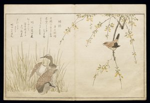 P.332-1946 Vol.1 f.5レンと一対のスナイプ、アルバム「鳥はユーモラスな歌で比較された」、1791年（カラー木版画） 作： Kitagawa Utamaro
