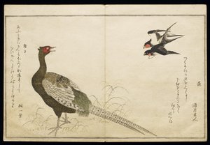 P.332-1946 Vol.1 f.6チムニースワローズとグリーンフェザントのペア。 作： Kitagawa Utamaro
