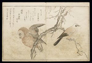 P.332-1946 Vol.1 f.7アルバム「Birds Compared in Humorous Songs」（1791年）の右側のジェイと左側のフクロウ 作： Kitagawa Utamaro