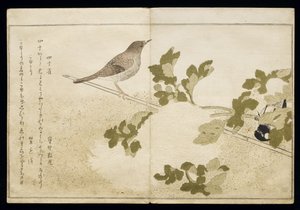 P.332-1946 Vol.2 f.2 Manhurian Great Tit and Robin、アルバム「Birds Compared in Humorous Songs」、1791（カラー木版画） 作： Kitagawa Utamaro
