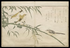 P.332-1946 Vol.2 f.6ロングテールのシジュウカラと3つの白目、アルバム「鳥はユーモラスな歌で比較された」、1791年（カラー木版画） 作： Kitagawa Utamaro