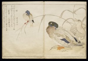 P.332-1946 Vol.2 f.7アルバム「鳥はユーモラスな歌で比較された」1791（カラー木版画）からの2つの野生のカモとカワセミ 作： Kitagawa Utamaro