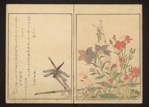ピンクの赤とんぼとイナゴ 作： Kitagawa Utamaro