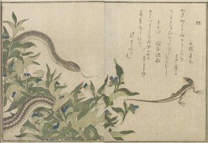 ヘビとトカゲ、1788年（色木版画） 作： Kitagawa Utamaro