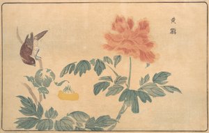 オリオールとシャクヤク、1789 年。