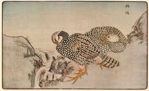 キジ、1789年、1924年。