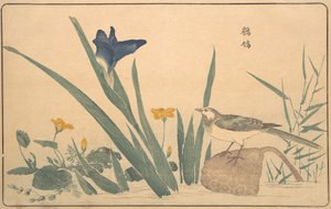 ハクセキレイ、1789年。 作： Kitao Masayoshi