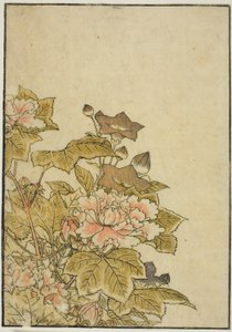 秋の花 牡丹と桔梗 著書『清露美人あわせ姿鏡』vol. ２