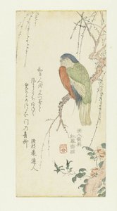 梅の木のオウム 作： Kitao Shigemasa