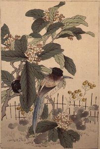 花の中の青い尾の鳥（『文芸花鳥画譜』より）。1885 作： Kono Bairei
