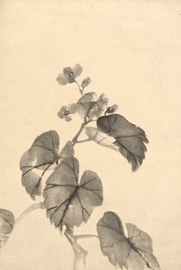 ブルームのベゴニアの枝。 作： Kono Bairei