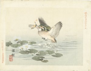 カワセミ 梅嶺の花鳥画（連載タイトル） ばれい課長画譜