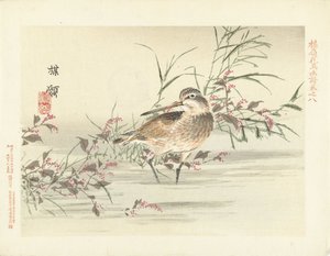 をちょきちょきと切る 梅嶺の花鳥画（連載タイトル） ばれい課長画譜 作： Kono Bairei