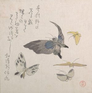 蝶々 19世紀 作： Kubo Shunman