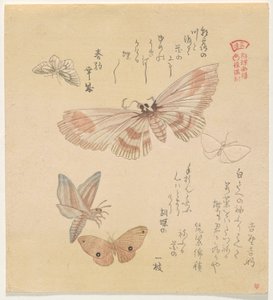 蝶と蛾、シリーズ「蝶の群れ」より (Gunch? Gafu) 作： Kubo Shunman