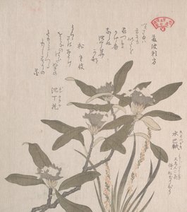 ミジンコとモジズリソウ 19世紀 作： Kubo Shunman