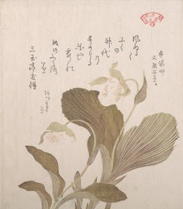 布袋の花 19世紀 作： Kubo Shunman