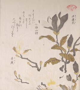 マグノリアの花、19 世紀。 作： Kubo Shunman