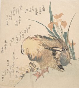 オシドリとアイリスの花のペア、18 世紀後半から 19 世紀初頭。 作： Kubo Shunman