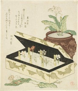 サクラソウ