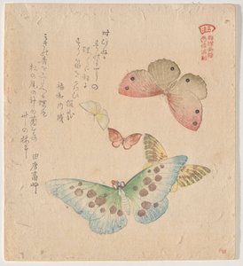 蝶の群れの絵付けマニュアル（群鳥？画風） 作： Kubo Shunman
